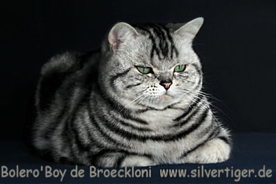 Bolero-Boy-de-Broeckloni