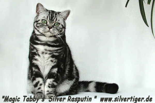 breeding cat male Magic-Tabbys-Silver-Rasputin-39