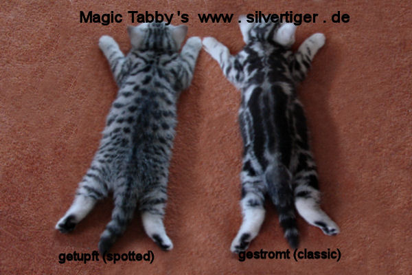 BKH-BSH-Kitten Tabbys spotted classic