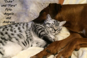 shorthair tabby cats 8 BKH-Silbertabby-spotted-Duke