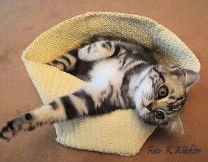 shorthair tabby cats 20 Fiora