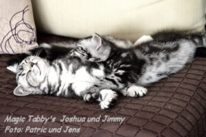 shorthair tabby cats 19 Joshua-Jimmy