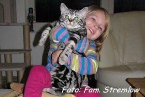 shorthair tabby cats 13 Kosimo